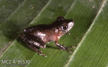 Media type: image;   Herpetology A-95530 Description: Photo of animal in life, taken in the field by Dr. Kenneth Ichiro Miyata. A slide of the photo was scanned in 2012 by Melissa Wooley.;  Aspect: lateral